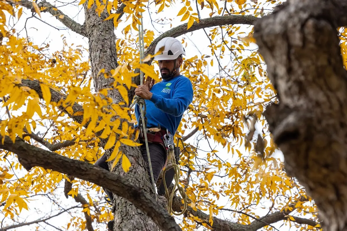 Skilled Tree Transplanting crew working in Scranton